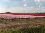 [Zeel field 30-4-010.jpg]